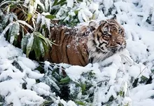 tigers feline 1920x1200 wallpaper Art HD Wallpaper